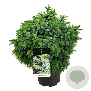 Picea omorika 'Nana' 50-60 cm 15L
