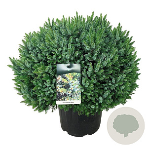 Picea omorika 'Nana' 60-80 cm 30L extra