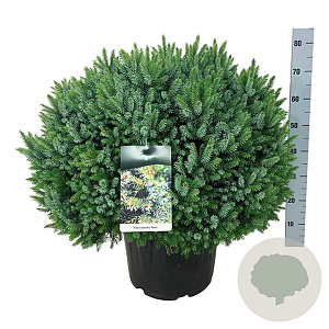 Picea omorika 'Nana' 60-80 cm 30L extra