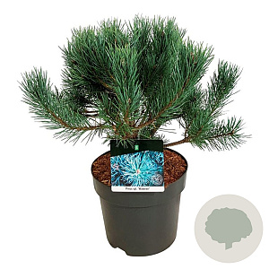 Pinus sylv. 'Watereri' 30-40 cm 7,5L