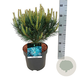 Pinus sylv. 'Watereri' 30-40 cm 7,5L