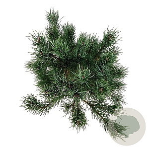 Pinus sylv. 'Watereri' 30-40 cm 7,5L