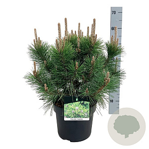 Pinus thunbergii 'Sayonara' 40-50 cm P26