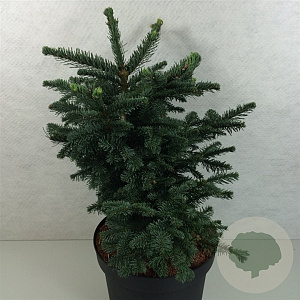 Abies procera 'Bizarro' 40-50 cm 7,5L