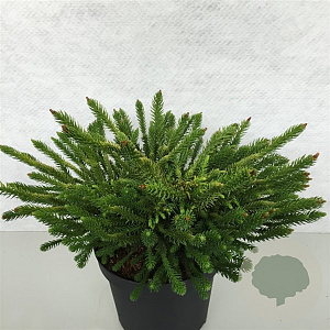 Cryptomeria ' 'Dinger' 30-40 cm 10L