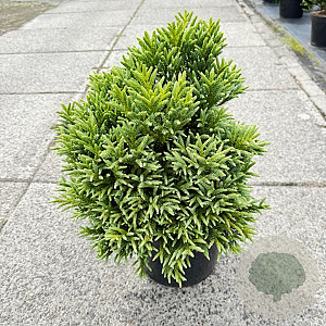 Cryptomeria japonica 'Dragon Prince' 30-40 cm 10L