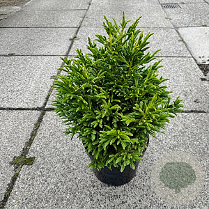 Cryptomeria japionica 'Dragon Warrior' 50-60 cm 10L