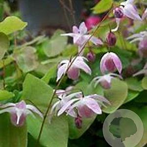 Epimedium y. 'Roseum' GM P9 BIO