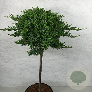 Juniperus procumbens 'Nana' 60 cm stam 10L