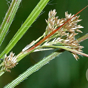 Luzula luzuloides GM P9 BIO