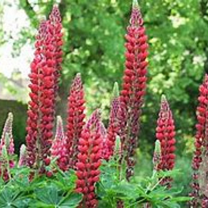 Lupinus 'My Castle' GM P9 BIO