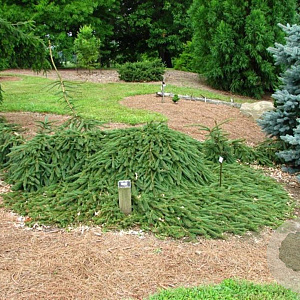 Picea abies 'Wingles Weeper' 70-80 cm 10L