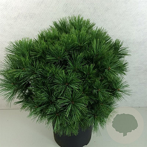 Pinus strobus 'Minima' 40-50 cm 10L