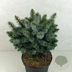 Picea sitchensis 'Silberzwerg' 25-30 cm 7,5L