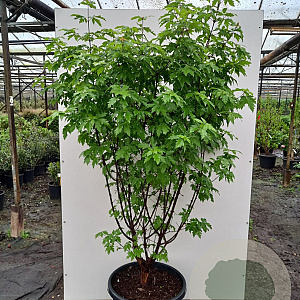Acer griseum 150-175 cm cont. 70L meerstammig