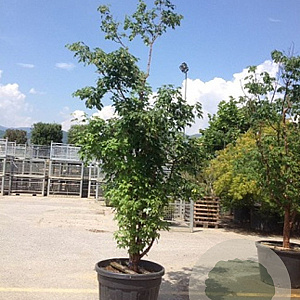Acer griseum 200-250 cm cont. 70L meerstammig