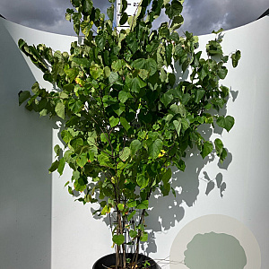 Cercis canadensis 200-250 cm cont. 70L meerstammig