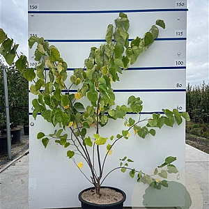 Cercis siliquastrum 125-150 cm 20L meerstammig