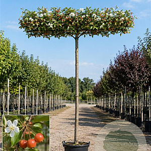 Malus 'Evereste' 12-14 HO cont. 130L 240 cm stam dakvorm