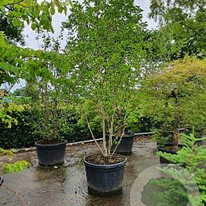 Magnolia kobus 250-300 cm cont. 70L meerstammig