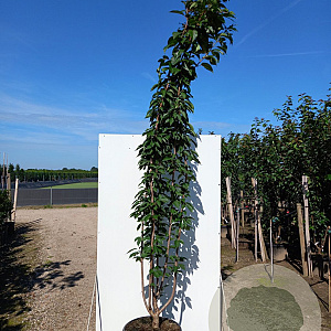 Prunus ser. 'Kanzan' 175-200 cm 20L meerstammig