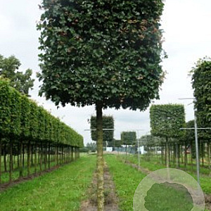 Acer campestre 25-30 cm draadkluit 220 cm stam kubus 120x120x120