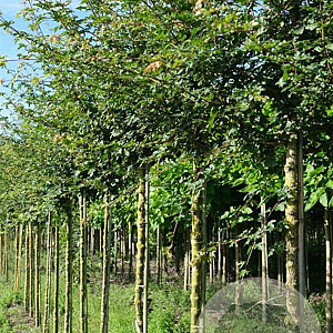 Acer campestre 12-14 HO draadkluit