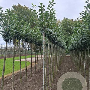 Prunus l. 'Novita' 10-12 HO draadkluit