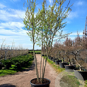 Prunus subh. 'Autumnalis' 250-300 cm container meerstammig