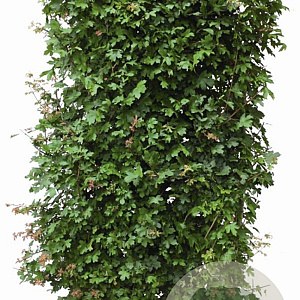 Acer campestre 200 Hoog Haagelement 100Bx40D