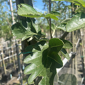 Sorbus intermedia 10-12 HO container