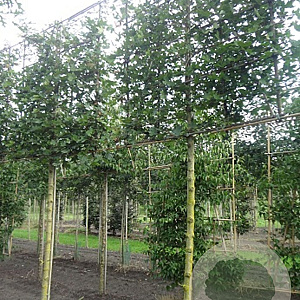 Acer campestre 'Elsrijk' 16-18 cm draadkluit 210 cm stam schermvorm