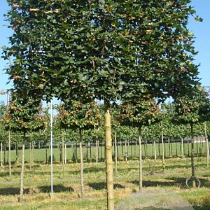 Acer campestre 'Elsrijk' 18-20 cm draadkluit 210 cm stam schermvorm