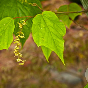 Acer conspicuum 'Silver Vein' 200-225 cm draadkluit meerstammig