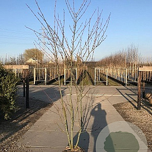 Acer davidii 175-200 cm draadkluit meerstammig