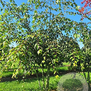 Acer davidii 250-300 cm draadkluit meerstammig