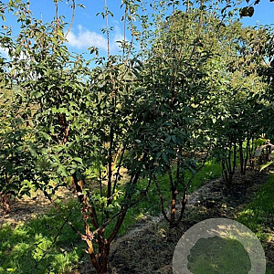 Acer griseum 200-250 cm draadkluit meerstammig