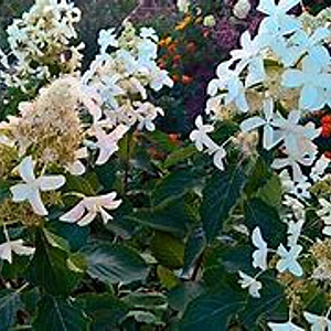 Hydrangea pan. 'Levana' 30-35 cm 3,0L