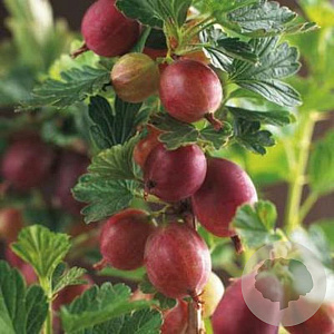 Ribes u.-c. 'Invicta' 30-35 cm 3,0L