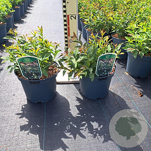 Spiraea jap. 'Genpei' 20-25 cm 3,0L
