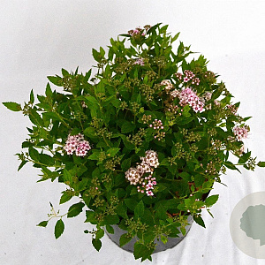 Spiraea jap. 'Little Princess' 20-25 cm 3,0L