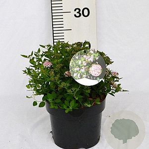Spiraea jap. 'Little Princess' 20-25 cm 3,0L
