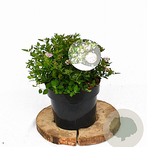 Spiraea jap. 'Little Princess' 20-25 cm 3,0L