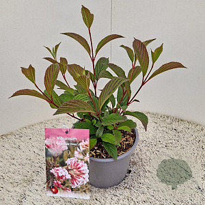Viburnum bodn. 'Dawn' 30-35 cm 3,0L