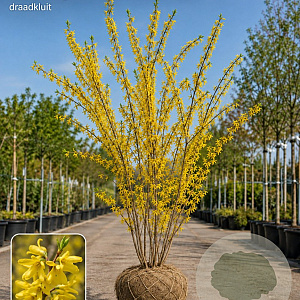 Forsythia int. 'Spectabilis' 400-450 cm draadkluit meerstammig