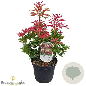 Pieris jap. 'Mountain Fire' 30-40 cm 5,0L struik