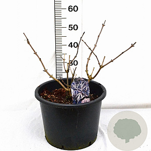Sambucus nigra Black Lace 40-60 cm 12L