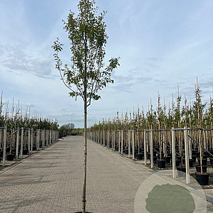 Amelanchier arborea 'Robin Hill' 10-12 HO container
