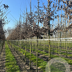 Carpinus betulus 10-12 HO container