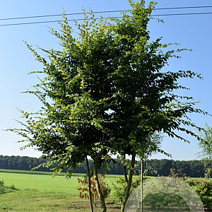 Carpinus betulus 300-350 cm draadkluit meerstammig